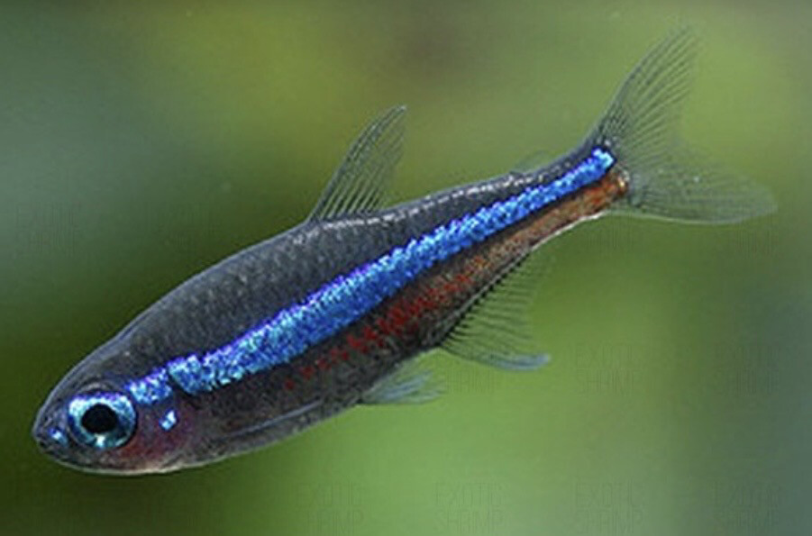 Paracheirodon simulans (Neón Verde)