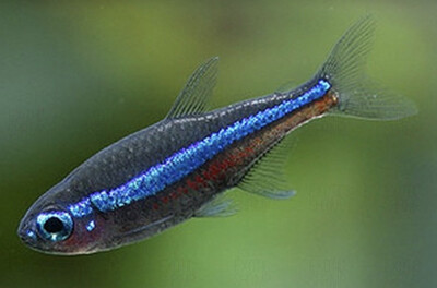Paracheirodon simulans (Neón Verde)