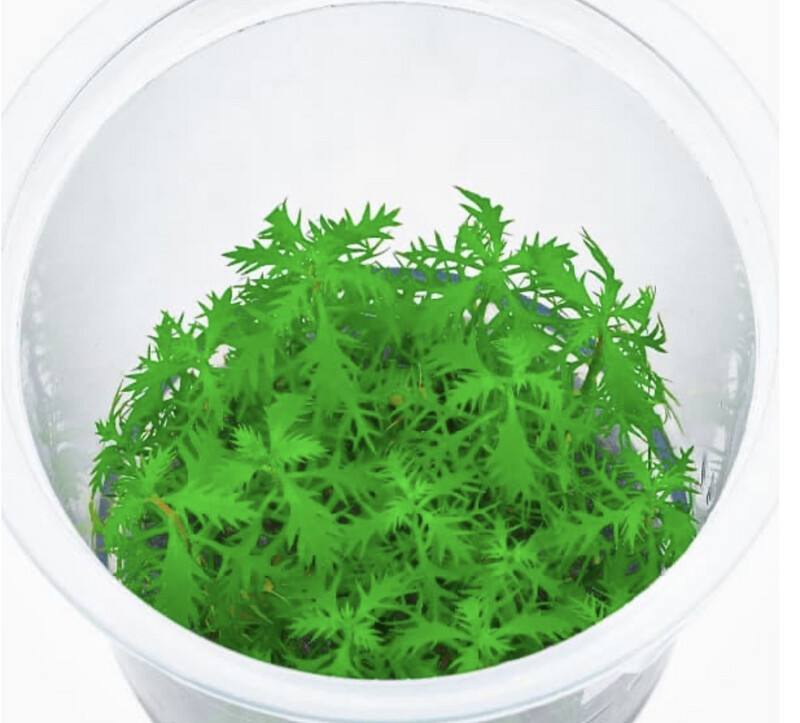 Proserpinaca palustris Cuba IN VITRO