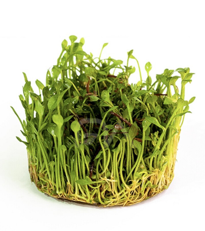 Marsilea Crenata IN VITRO
