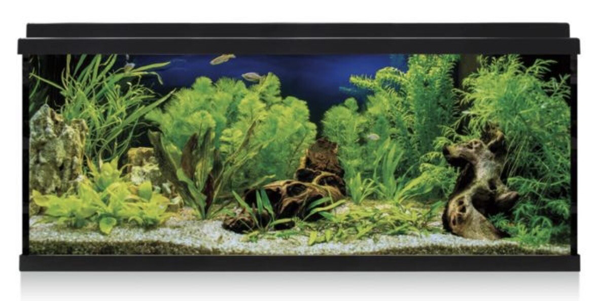 4 regalos originales para navidad: Aqua - Experiencias - Palma Aquarium