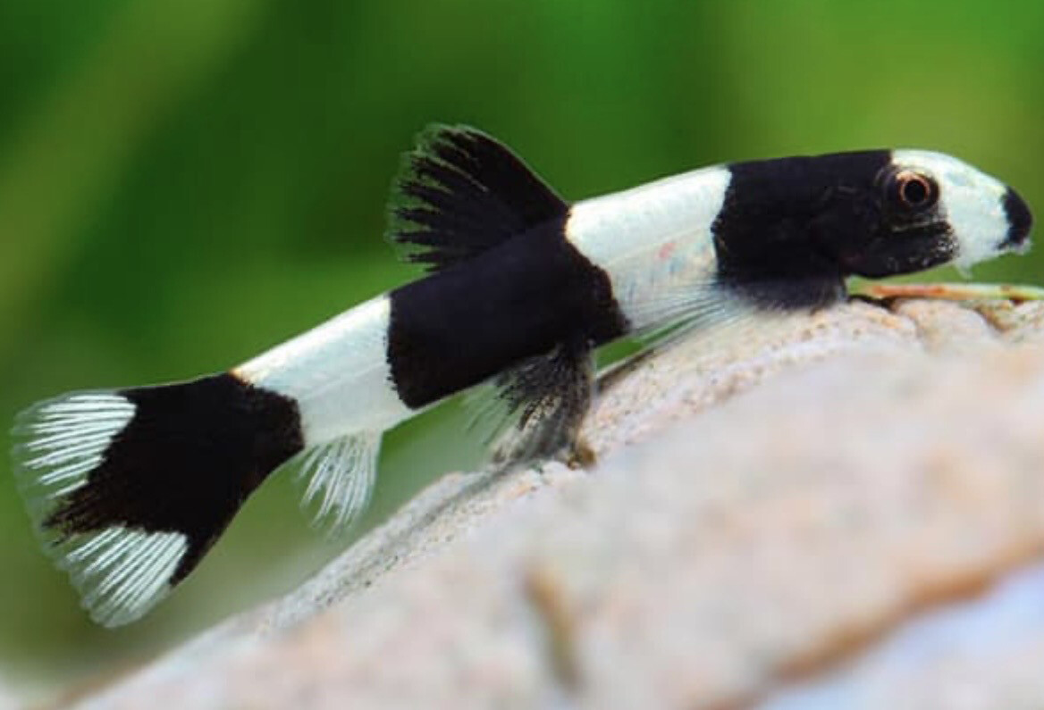 Botia panda enana