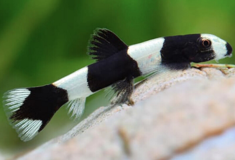 Botia panda enana