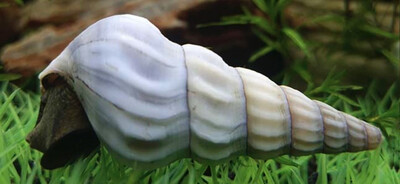 Caracol Conejo Blanco | Brotia Herculea