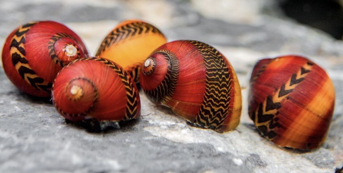 Caracol Picasso | Vittina waigiensis