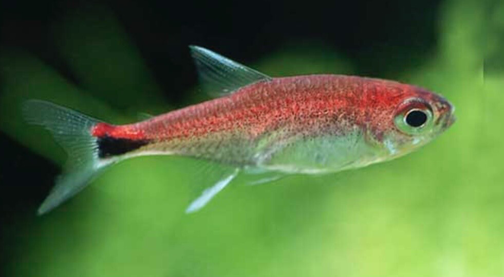TETRA RUBI (Axelrodia riesei)