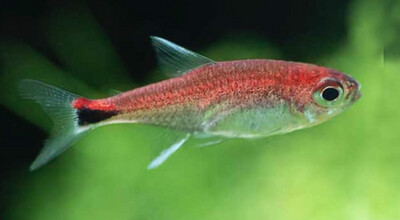 TETRA RUBI (Axelrodia riesei)