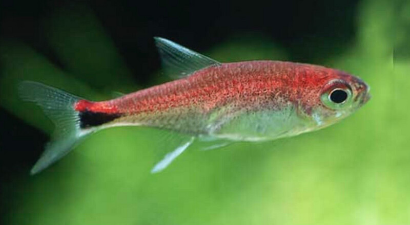TETRA RUBI (Axelrodia riesei)