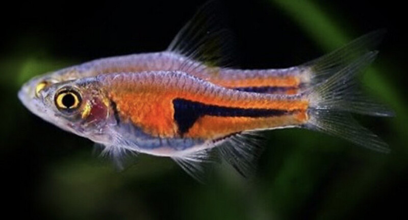 Trigonostigma espei (Rasbora Espei)