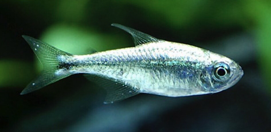 TETRA GOTA DE MERCURIO (HEMIGRAMMUS ARMSTRONGI)