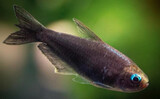 TETRA EMPERADOR NEGRO – NEMATOBRYCON PALMERI BLACK