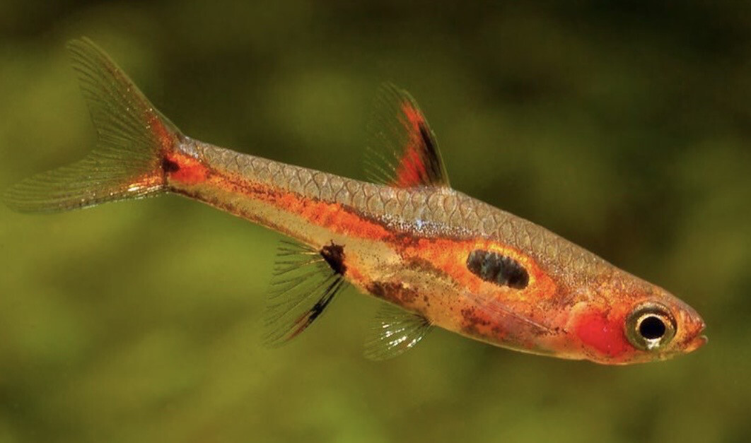 RASBORA Brigittae (Rasbora mosquito)