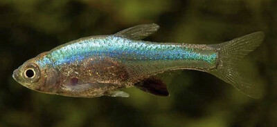 RASBORA AXELRODI AZUL (SUNDADANIO AXELRODI)