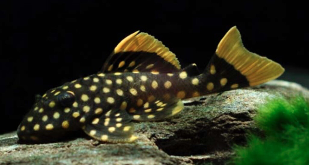 L018 BARYANCISTRUS XANTHELLUS “GOLDEN NUGGET” 8cm