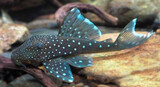 L128 HEMIANCISTRUS SP. BLUE PHANTOM 5-6cm