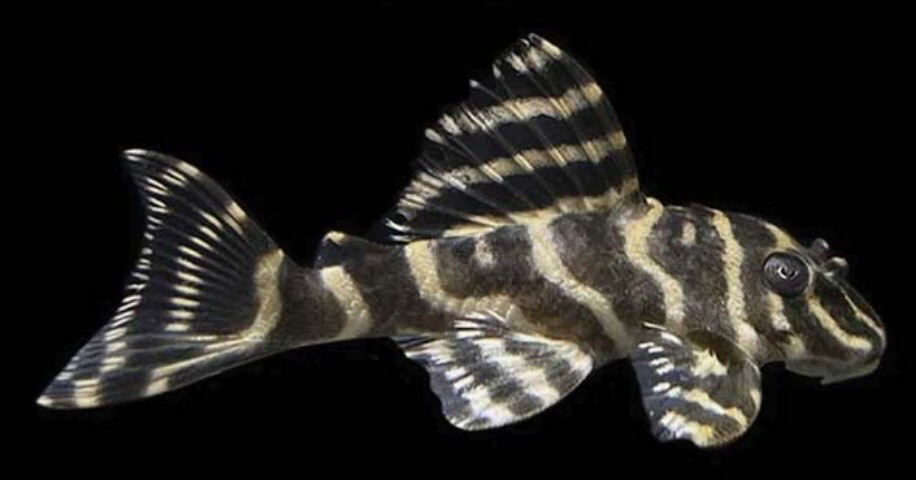 L129 HYPANCISTRUS DEBILITERRA