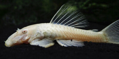 ANCISTRUS ALBINO