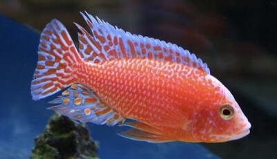 Aulonocara Strawberry Peackok 5-6cm