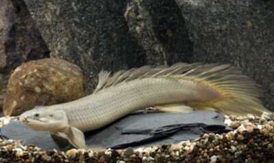 POLYPTERUS SENEGALUS - PEZ DRAGON AFRICANO ALBINO