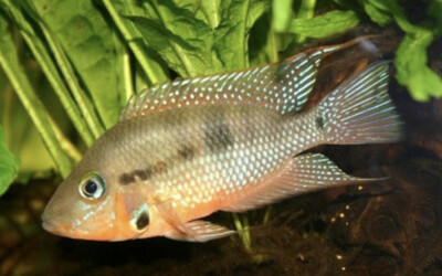 Cíclido boca de fuego | Cichlasoma meeki 4,5 – 5,5 cm