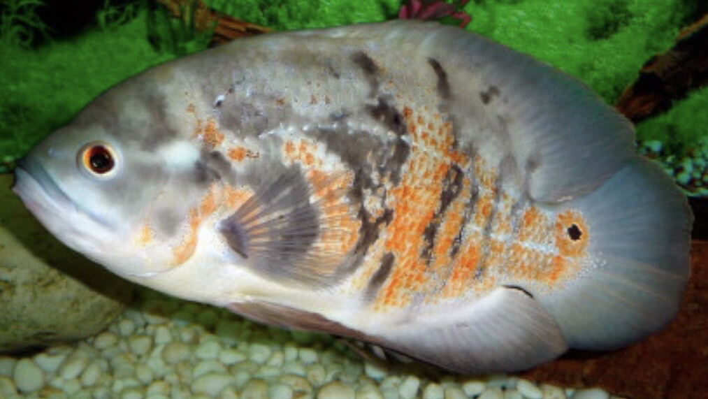ASTRONOTUS OCELLATUS PEZ OSCAR