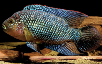 CICHLASOMA OCTOFASCIATUM