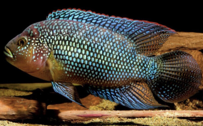 CICHLASOMA OCTOFASCIATUM