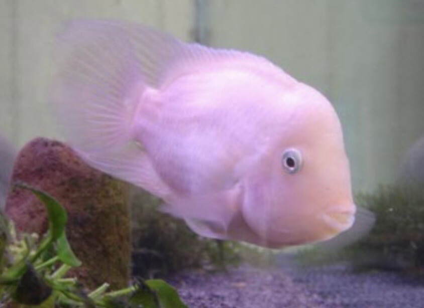 CICHLASOMA NIGROFASCIATUM XANT