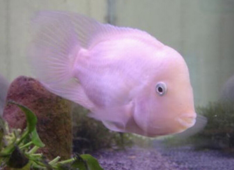 CICHLASOMA NIGROFASCIATUM XANT