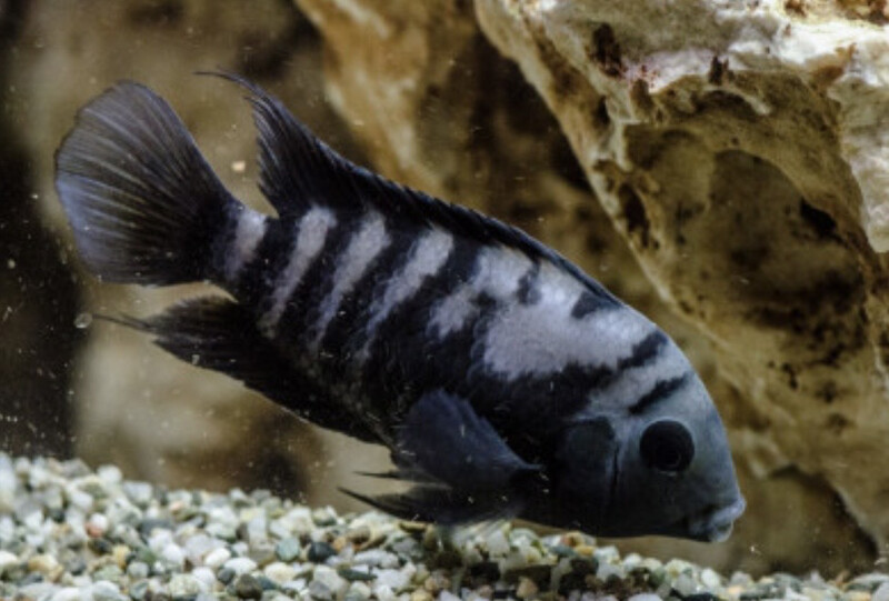 CICHLASOMA NIGROFASCIATUM