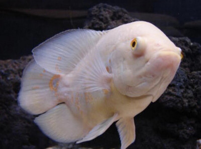 ASTRONOTUS OCELLATUS ALBINO OSCAR ALBINO