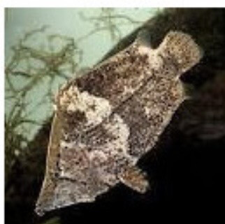 MONOCIRRHUS POLYACANTUS - PEZ HOJA AMERICANO