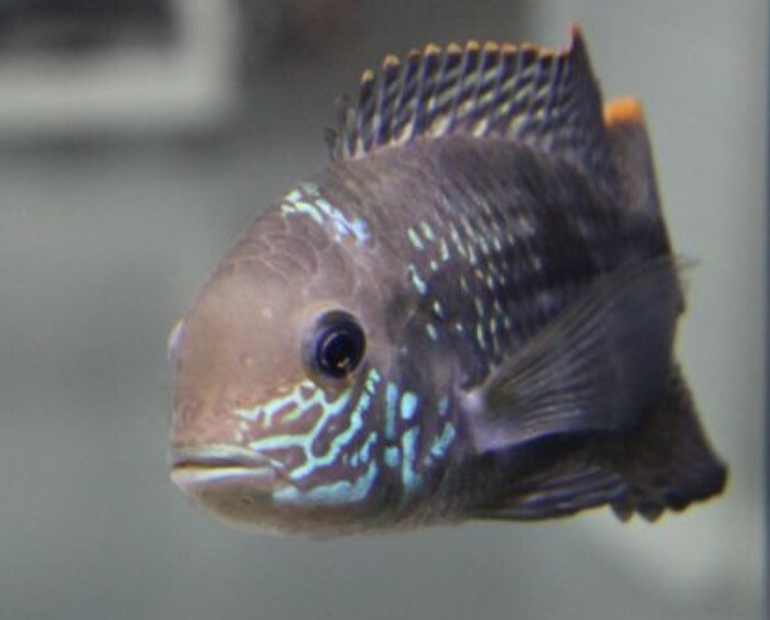 Aequidens rivulatus – Terror verde 7-10cm