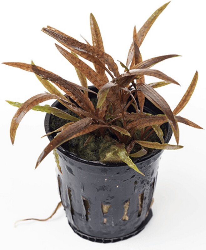 CRYPTOCORYNE ALBIDA BROWN