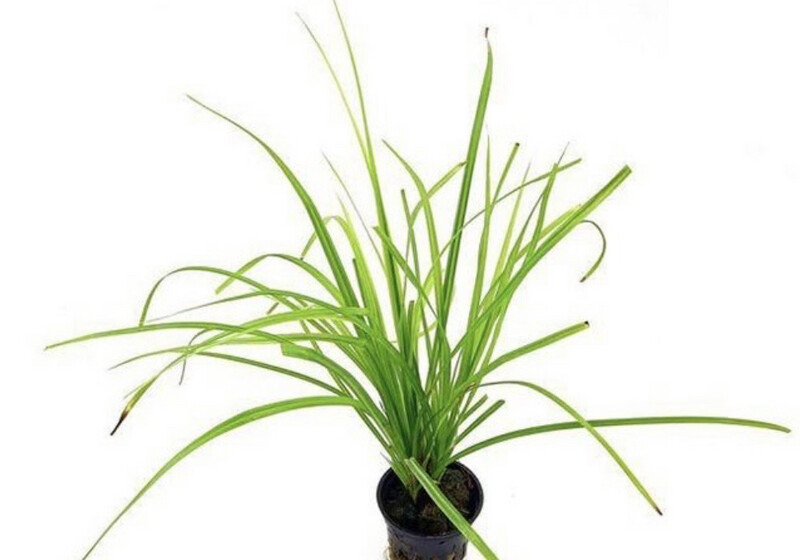 CYPERUS HELFERI