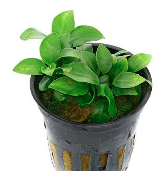 Anubia nana bonsai