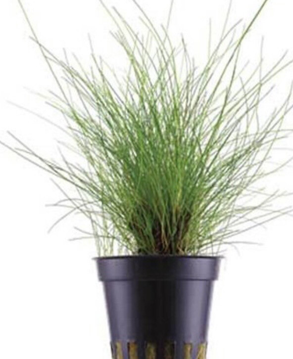 ELEOCHARIS PARVULA