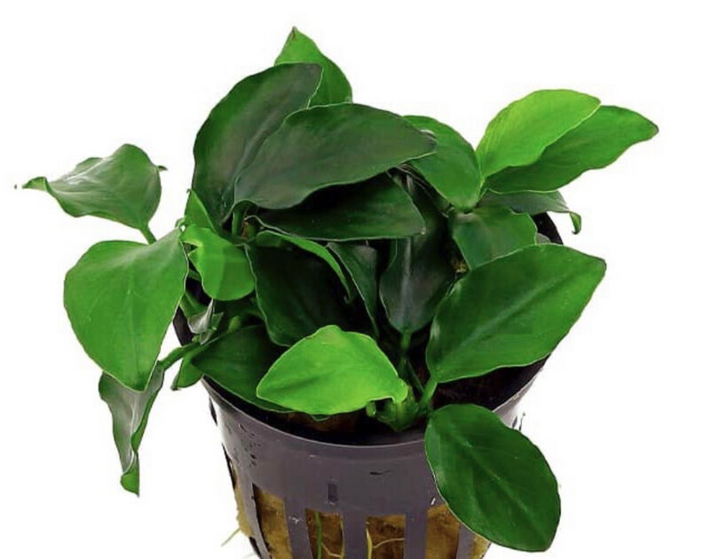 ANUBIA BARTERI NANA PETITE