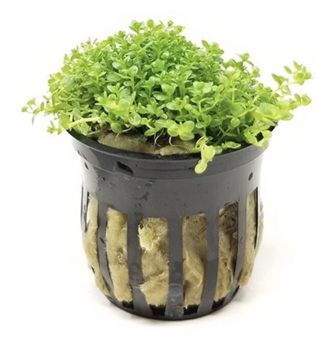HEMIANTHUS CALLITRICHOIDES “CUBA”
