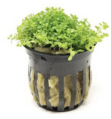 HEMIANTHUS CALLITRICHOIDES “CUBA”