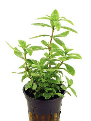 HYGROPHILA POLYSPERMA