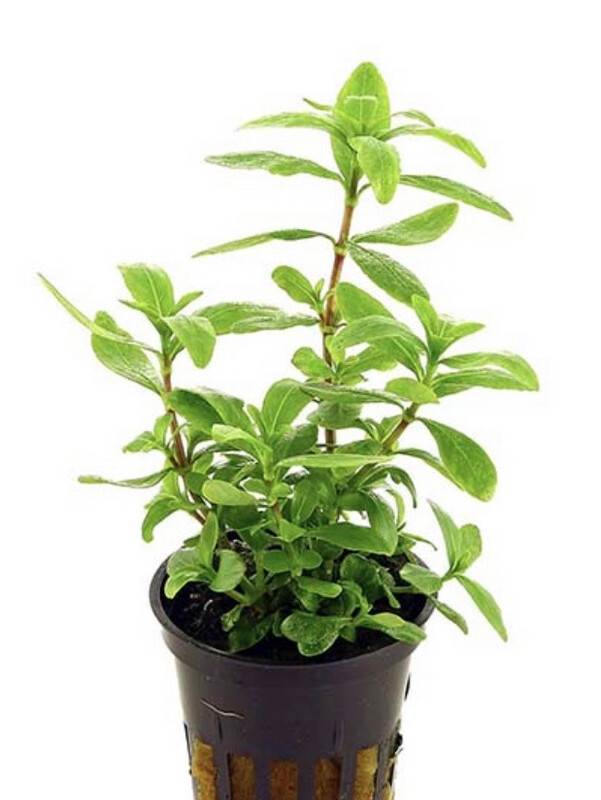 HYGROPHILA POLYSPERMA