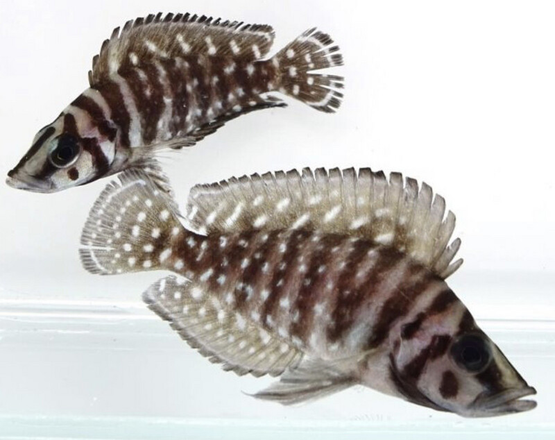 Altolamprologus calvus black – Calvo negro