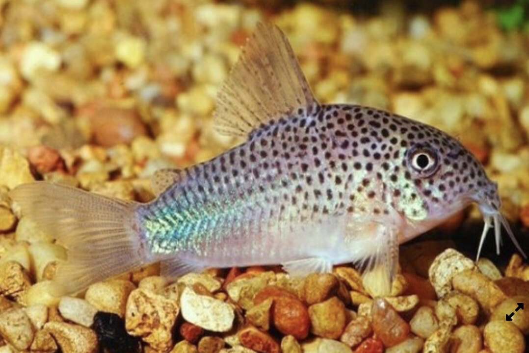 Corydora Similis