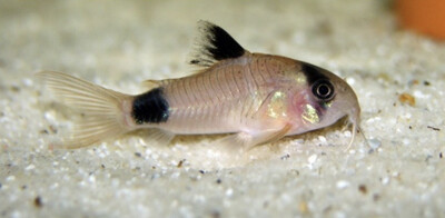 CORYDORA PANDA