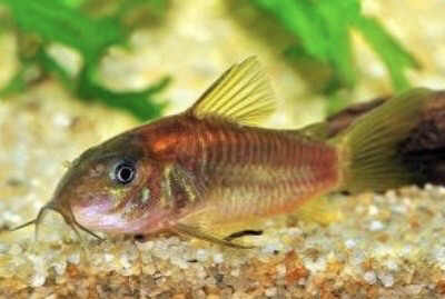 CORYDORA RED STRIPE