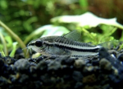 Coridora pygmea Criada 1-2cm