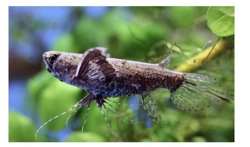 PEZ MARIPOSA | Pantodon Bucholzi