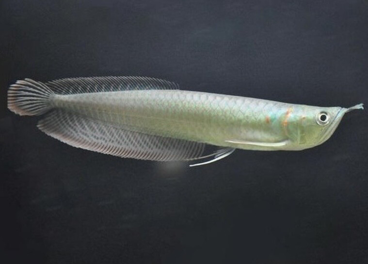 AROWANA AMAZÓNICA PLATA 15cm aproximadamente 