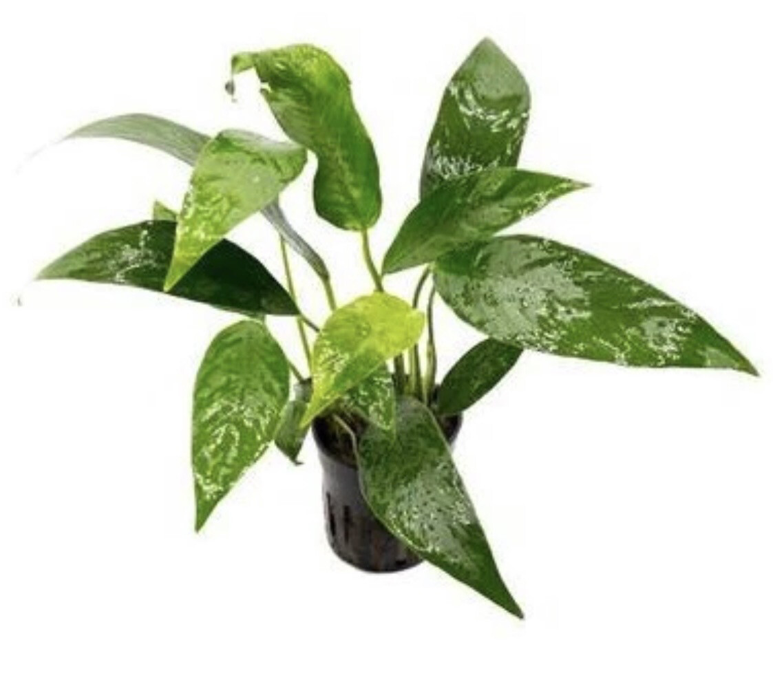 ANUBIAS LANCEOLATA maceta